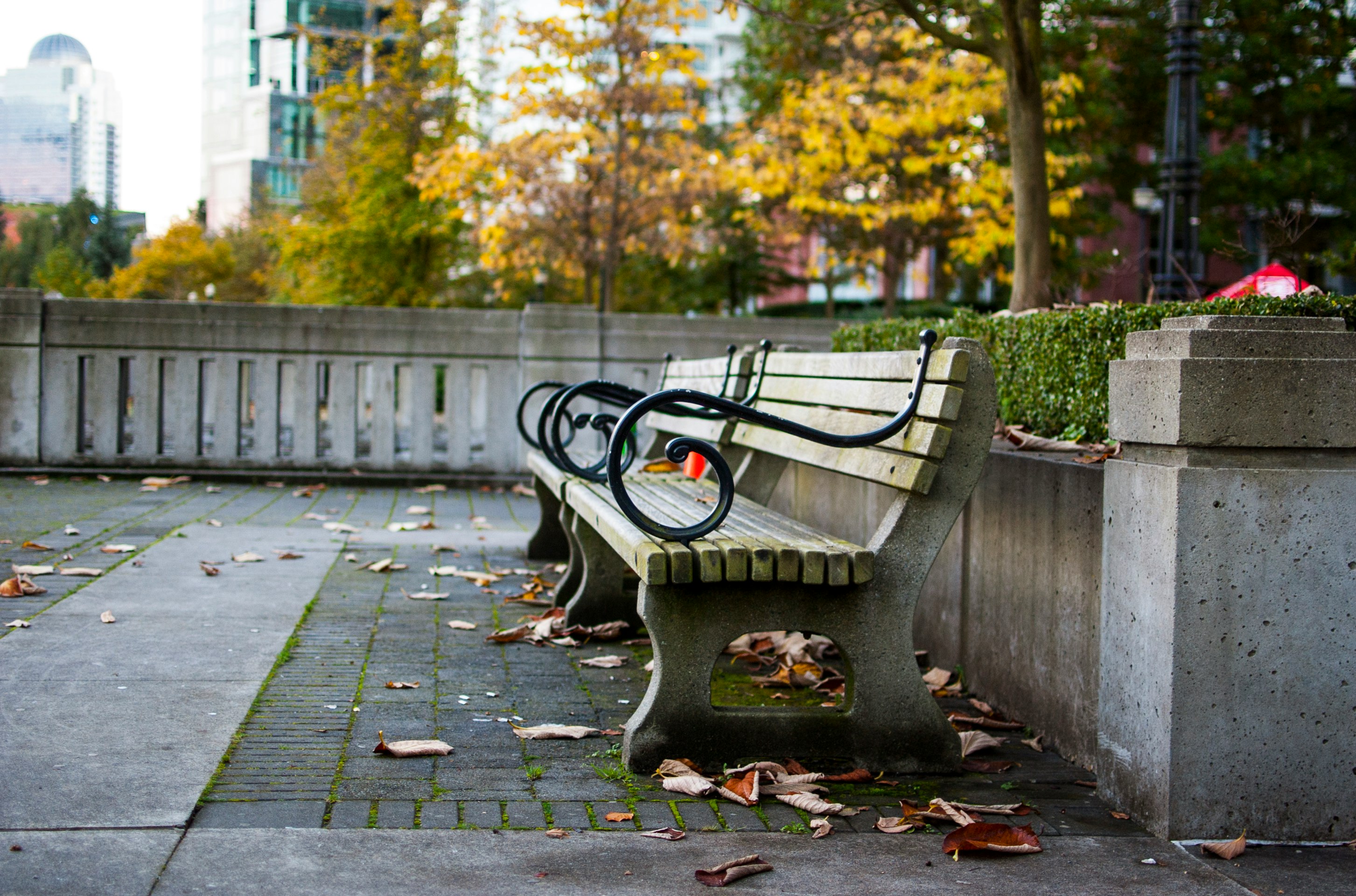 brown and black bench near green leafed plant